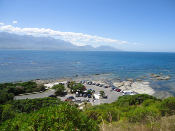 Kaikoura New Zealand Fur seal colony at Point Kean