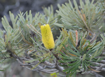 Candlestick Banksia - Banksia attenuata