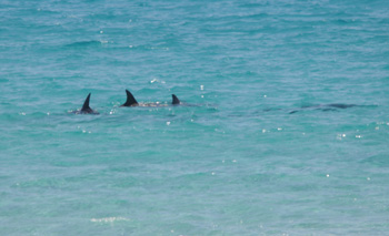 Dolphins at Cheynes Beach