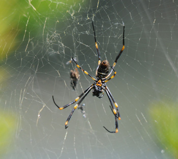 Golden Orb Spider in Sydney Centennial Park