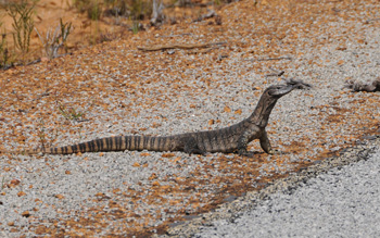 Heath Monitor near Cheynes Beach