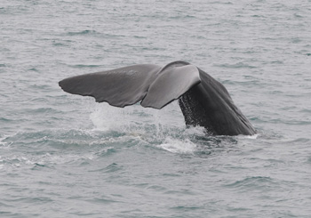 Sperm Whale about to dive at Kaikoura