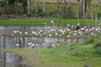 Australian White Ibis at Beaudesert Racecourse