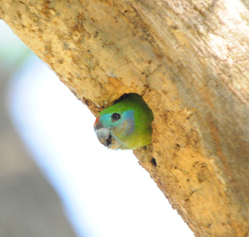 We had amazing views of Double-eyed Fig Parrot at their nesting hole on Cairns Esplanade