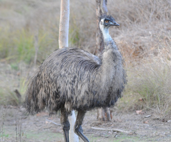 A friendly Emu came to greet us as we arrived at Mareeba