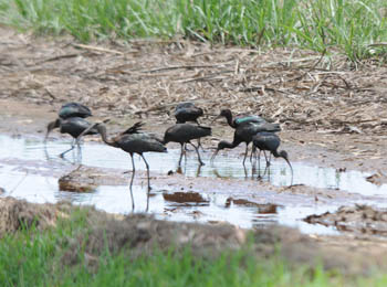 Glossy Ibis in a roadside ditch near Mareeba