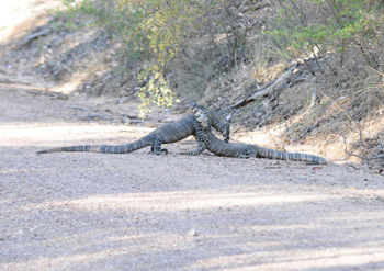 Two Lace Monitors almost blocking the road