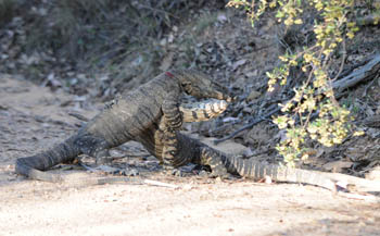 A pair of Lace Monitors just carried on regardless as we watched for 20 minutes - Click for larger image