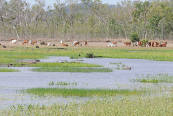 Pandanus Lagoon Mareeba Wetlands