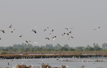 Painted Stork frequently took to the sky as we passes the salt farms