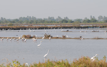 Water birds are everywhere on some of the salt farms