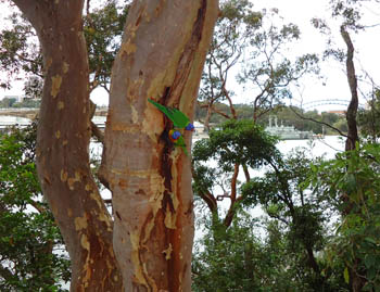 Nesting Rainbow Lorikeet at Berry Island