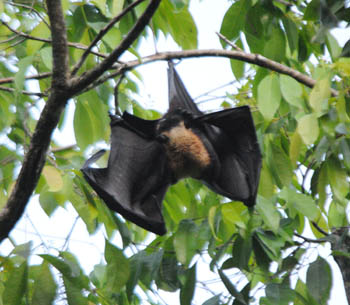 Spectacled Flying Fox on the Daintree River