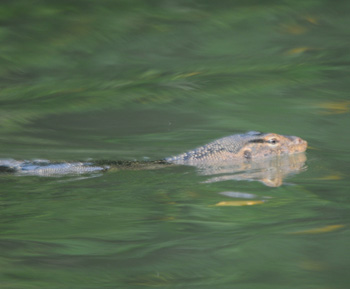 Water Monitor