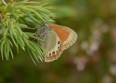 Alpine Heath