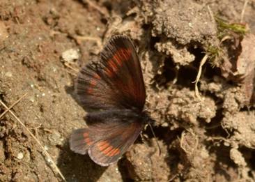 Blind Ringlet