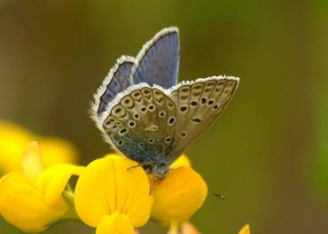 Chalkhill Blue