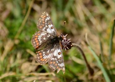 Cynthia's Fritillary