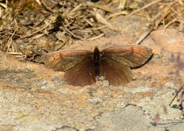 Dewy Ringlet