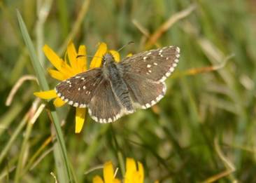 Dusky Grizzled Skipper