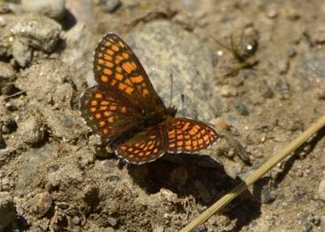 Heath Fritillary