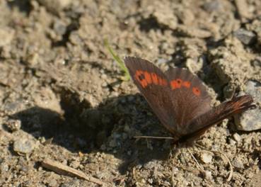 Large Ringlet