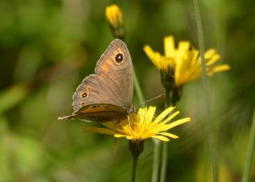 Large Wall Brown