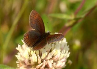 Lesser Mountain Ringlet