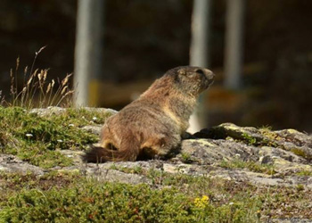 Marmot