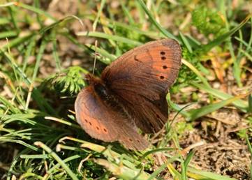 Mountain Ringlet