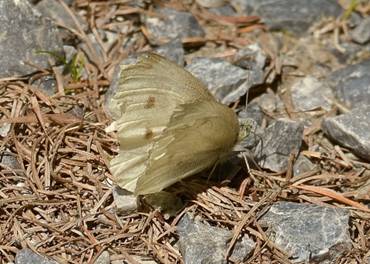 Mountain Small White