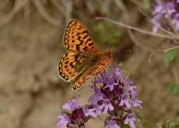 Pearl-bordered Fritillary