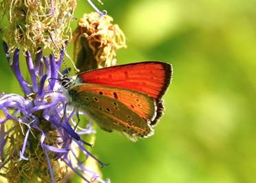 Purple-edged Copper