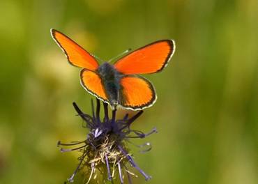 Scarce Copper