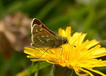 silver-spotted Skipper