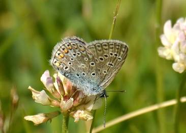 Silver-studded Blue