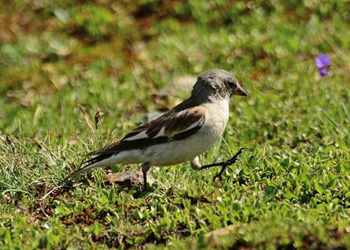 Snowfinch