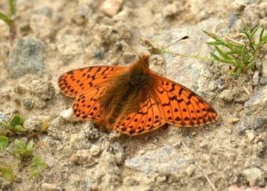 Titania's Fritillary