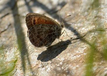 Water Ringlet