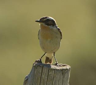 Whinchat