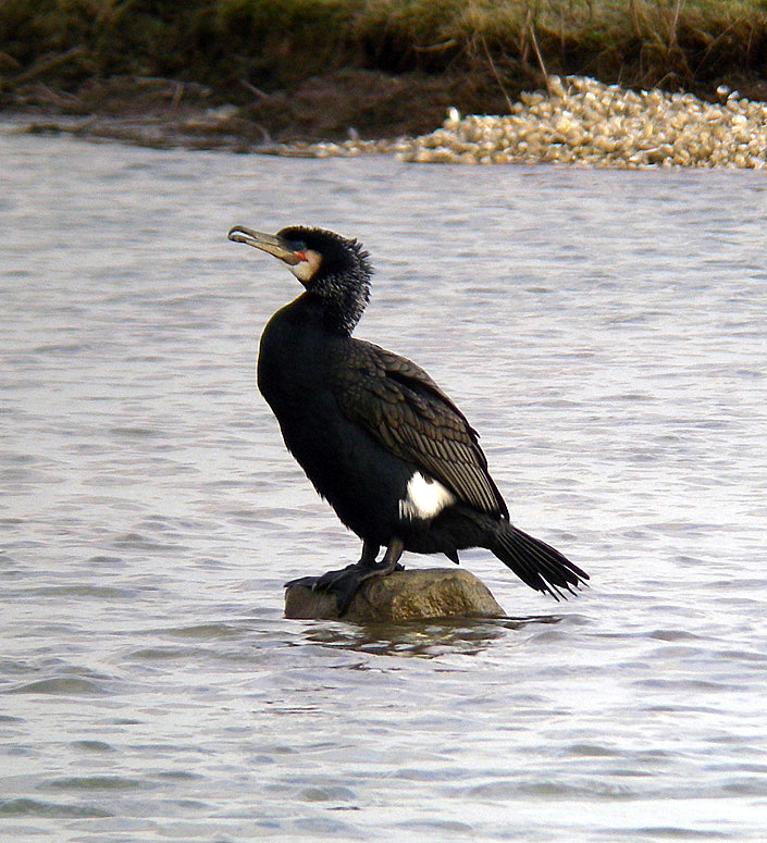 British Bird Photos