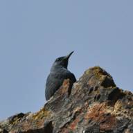 Blue Rock Thrush