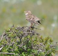 Calandra Lark