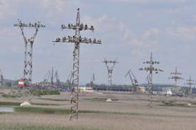 Cormorants nesting on the derelict electricity pylons at Poda