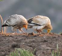Egyptian Vultures at the vulture feeding station