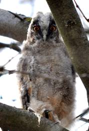 Fluffy Long-eared Owl "chick"