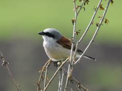 Red-backed Shrike