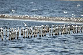 Roosting terns at the Sandwich Tern colony