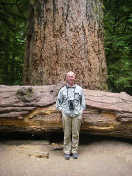 A fallen giant next to a prime specimen at Cathedral Grove