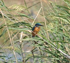 Common Kingfisher at Lobregat